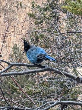 A picture of a stellar's jay with a blue head and a dark body sitting on a branch